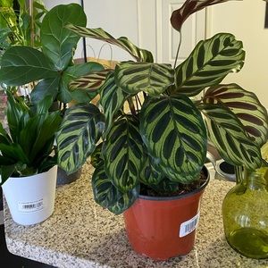 Meet your Posher, Alice